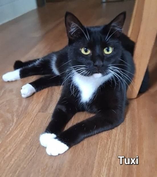 Tuxi Tuxi